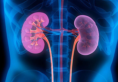 kidneys-3d-illustration-getty-images.jpg