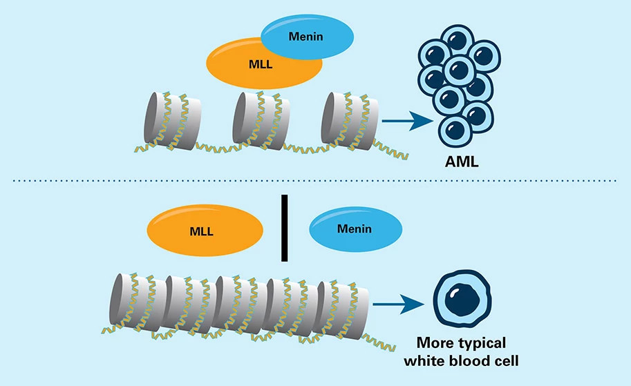 mll-and-menin-illustrations-913x559.jpg